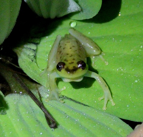 Hyperolius argus M&auml;nnchen im Garten des Boko Boko Guesthouse